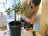 Rich measures the voltage of each lemon on the tree, he finds that since all the lemons
share the same electrolyte, the voltage of one tree is almost equal to that of one lemon...